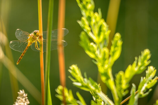 Yellow Dragonfly