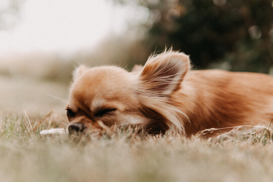 Süßer Chihuahua schläft im Gras im Garten - Natur - Hund - Haustier - Portrait 