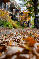 Montreal streets in autumn, beautiful colors, orange, green and yellow and leaves on the ground.