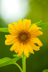 Sunflower with other Plants and the Sun in the Background