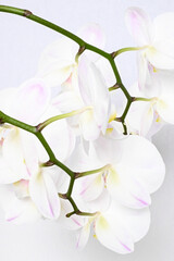 Orchid Stem 2