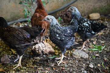 Teenage Hens in the Backyard
