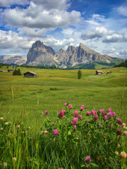 Fototapeta premium Alpe di Siusi - Seiser Alm with Sassolungo - Langkofel mountain group in front of blue sky with clouds. Pink flowers and green grass hills during summer in ski resort, Dolomites, Italy
