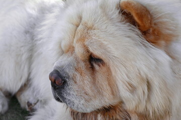 Beautiful dog chow-chow isolated on white background.