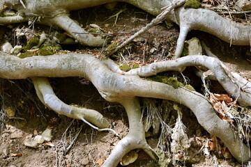 Details of tree root texture. Strange roots of a tree. 