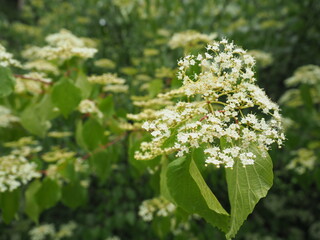 Sambucus nigra (elder berry)  at The Dendrological Garden in Przelewice (Poland)