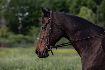 Obraz premium portrait of a brown horse