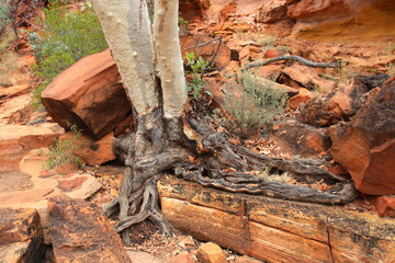 Fototapeta premium Beautiful landscape of the roots of an old tree in the dry desert of George Gills Range and Kings Canyon, Northern Territory, Australia.