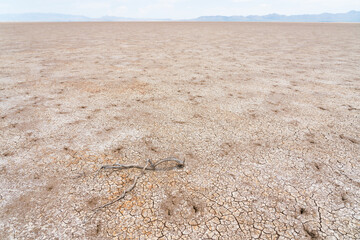 Dry cracking desert landscape