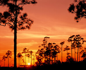 Trees silhouetted against an orange sunet sky in the Everglades National Park in southern Florida in the United States