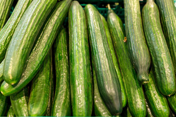 Freshly harvested small and big green Cucumbers in boxes on farmers market shelves close-up.