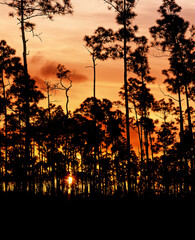 Obraz na płótnie Canvas Trees silhouetted against an orange sunet sky in the Everglades National Park in southern Florida in the United States