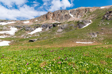 Fototapeta premium Vibrant landscape of white and purple wildflowers in a green alpine meadow beneath snow-capped mountain peaks