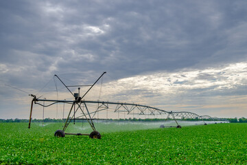 Fototapeta na wymiar Watering beets in a large field using a self-propelled sprinkler system with a center swing. Modern agricultural technologies. Industrial production of agricultural crops. Copy space. 