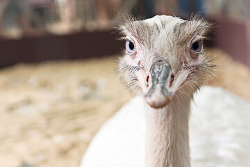 South American ostrich in a farm.