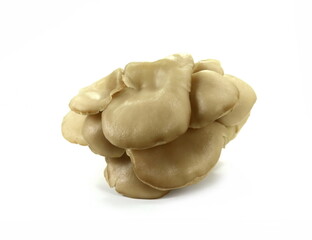 oyster mushroom isolated on white background 