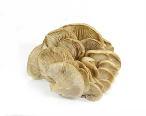 oyster mushroom isolated on white background 