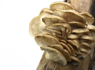 oyster mushroom isolated on white background 