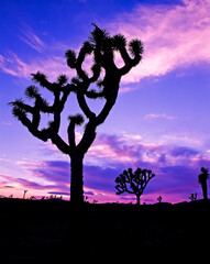 Silhouetted Joshua Trees aganist a colorful sunset sky in Joshua Tree National Park in southeastern...