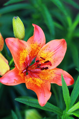 beautiful orange and yellow lily flower
