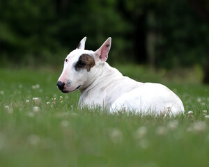 Bull-terrier  on grass