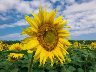 Beautiful sunflower on a background of blue sky