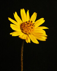 yellow daisy flower