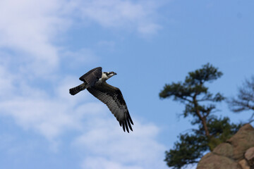 Osprey in Flight