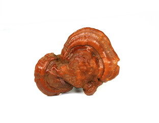 Ganoderma lucidum isolated on white background. Lingzhi mushroom.Also called as Reishi mushroom in Japan, Lingcheu in Thailand, Lingzhi mushroom in China, Ganoderma Lucidum Karst or lacquered mushroom