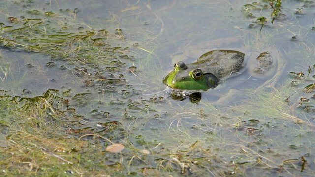 Big male bullfrog sitting in shallow pond water then jumping away.
