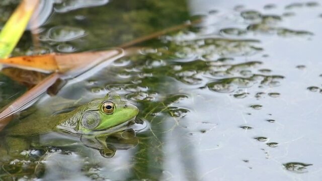 Male bullfrog sitting in shallow pond water while calling to females.