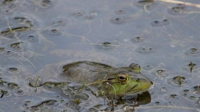 Green bullfrog jumping in slow motion.