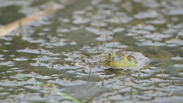 Green bullfrog sitting in pond.