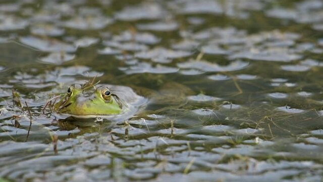 Green bullfrog sitting in shallow pond water.