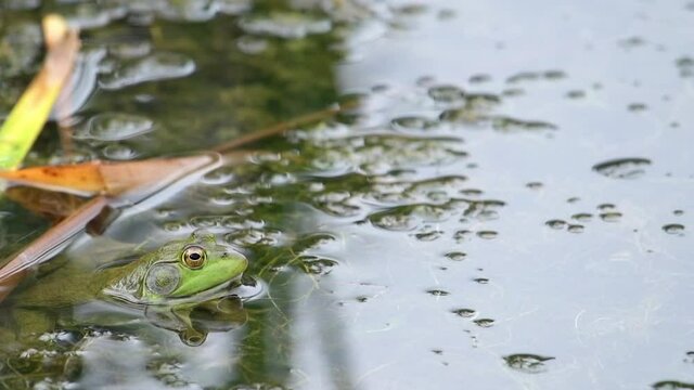 Male bullfrog sitting in shallow pond water.