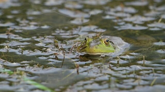 Bullfrog sitting in shallow pond water.