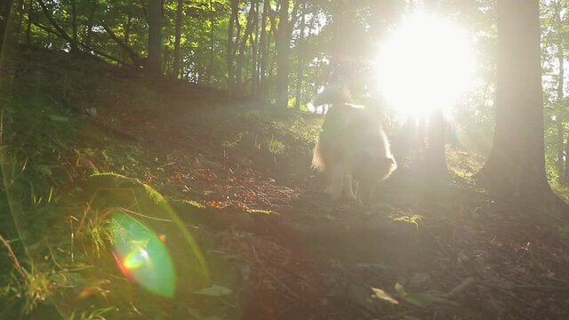 Collie Dog Walking Through Woods Sniffing Ground Slow Motion Backlit With Early Morning Sun