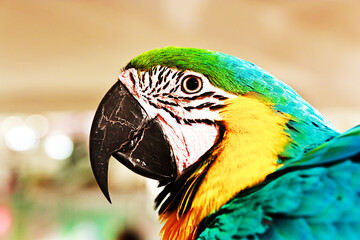 Portrait of macaw parrot, blue and gold.