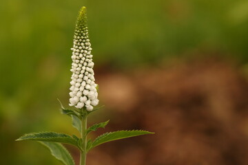 Fototapeta premium close up of a white flower lupine