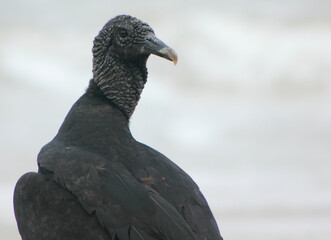 close up of a vulture