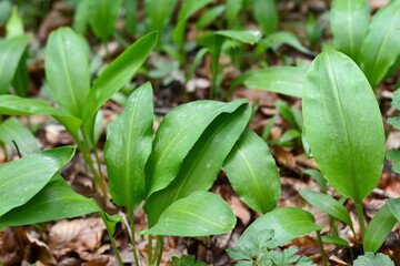 Ramsons Wild garlic in spring forest - Allium ursinum