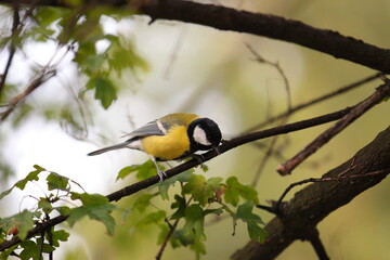 Naklejka premium Great tit on branch