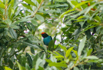 colorful bird on a tree