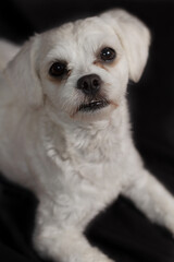 Portrait of posing dog, maltese or poodle