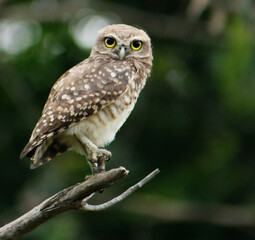 owl on a branch