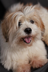 Portrait of cute posing dog, lhasa apso