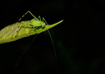 green grasshopper on a leaf