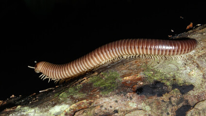 centipede on a branch
