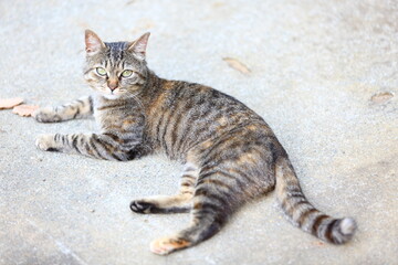portrait of a tabby brown cat lying down on the floor