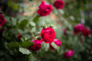 red rose in garden